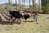 Agriculture in Peruvian puna